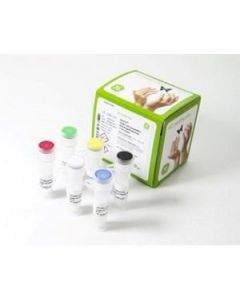 Cytiva illustra Single Cell GenomiPhi DNA Amplification Kit, 10kb, 100 rxns, 2 to 4 hr Reaction Time,